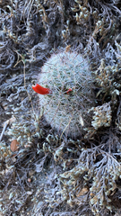 Mammillaria grahamii