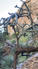 Cylindropuntia thurberi versicolor