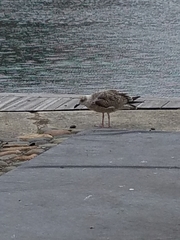 Larus argentatus