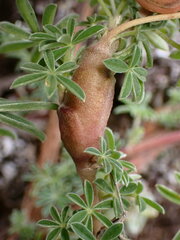 Neolasioptera lupini