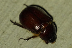 Pentodontini
