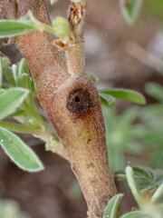 Neolasioptera lupini