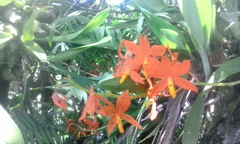 Prosthechea vitellina