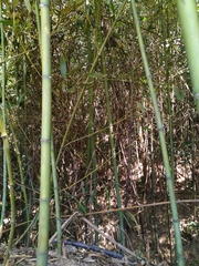 Pomatorhinus musicus