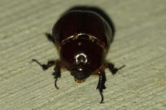 Pentodontini