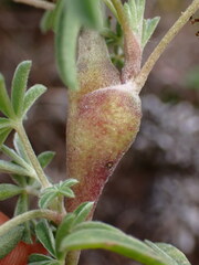 Neolasioptera lupini