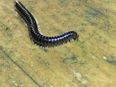 Tachypodoiulus niger