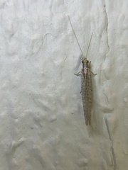 Eremochrysa punctinervis