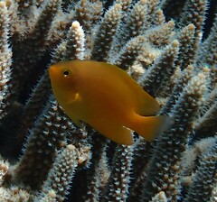 Pomacentrus moluccensis