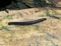Tachypodoiulus niger