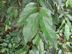 Cryptocarya triplinervis