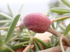 Neolasioptera lupini