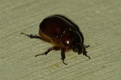 Pentodontini