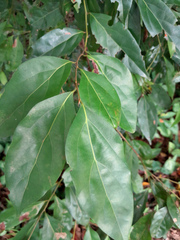 Cryptocarya triplinervis