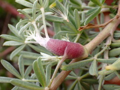 Neolasioptera lupini
