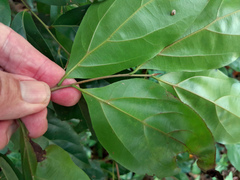 Cryptocarya triplinervis