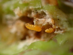 Neolasioptera lupini