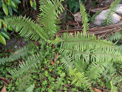 Nephrolepis hirsutula