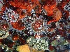 Corynactis californica