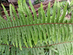 Nephrolepis hirsutula