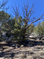 Pinus flexilis