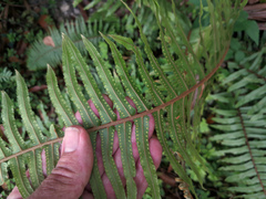 Nephrolepis hirsutula