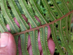 Nephrolepis hirsutula