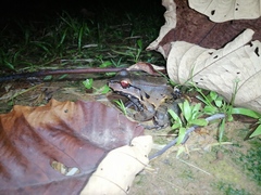 Leptodactylus savagei