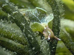 Elysia viridis