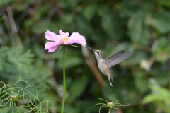 Archilochus colubris