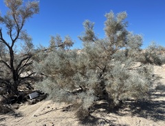 Psorothamnus spinosus