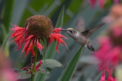 Archilochus colubris