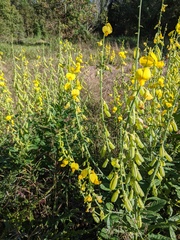 Crotalaria spectabilis