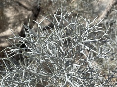 Psorothamnus spinosus