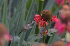 Archilochus colubris