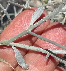 Psorothamnus spinosus