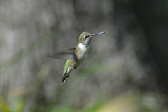 Archilochus colubris