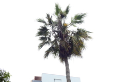 Washingtonia robusta