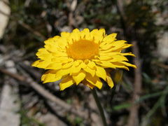 Leucochrysum albicans