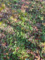 Pyrola asarifolia