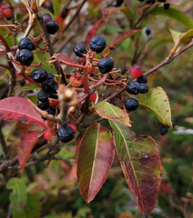 Viburnum cassinoides