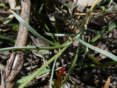 Leucochrysum albicans
