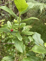 Vaccinium calycinum
