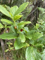 Vaccinium calycinum