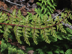Cheilanthes hirta
