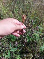 Lilium pensylvanicum