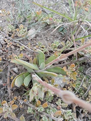 Crassula nudicaulis