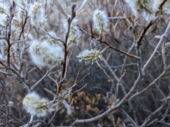 Salix glauca
