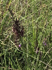 Rudbeckia texana