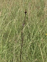 Rudbeckia texana
